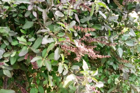 tulsi plant with purple flowers
