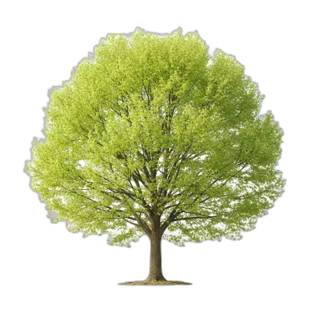 Free Ultra Realistic Png Tree Transparent Background Hd No Shadow PNG Image Download