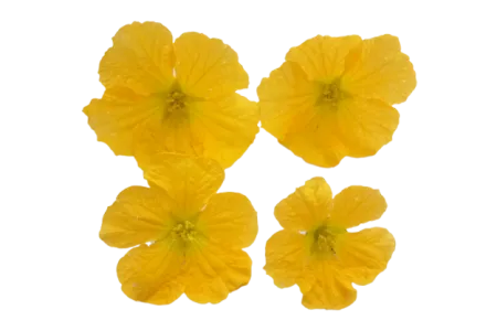 Vegetable Flowers - Free Flower Download