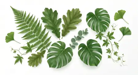 white background hd stock photos 2