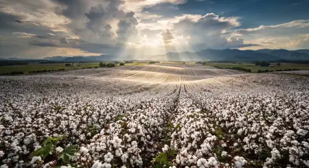 white cotton field landscape background