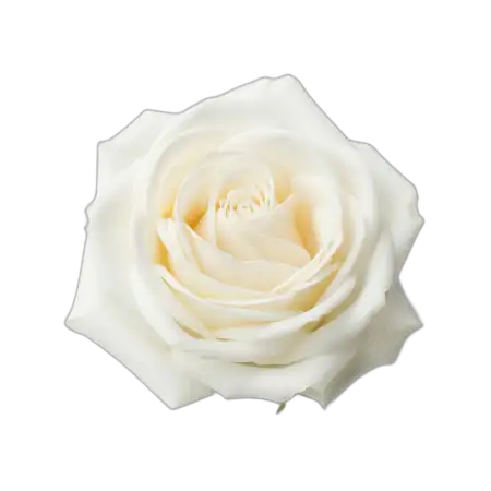 White Rose Png Hd Transparent - Free Rose Png Download