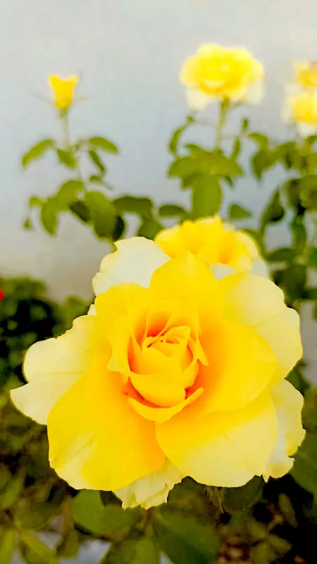 yellow color rose flower - Solid Iphone Background Color