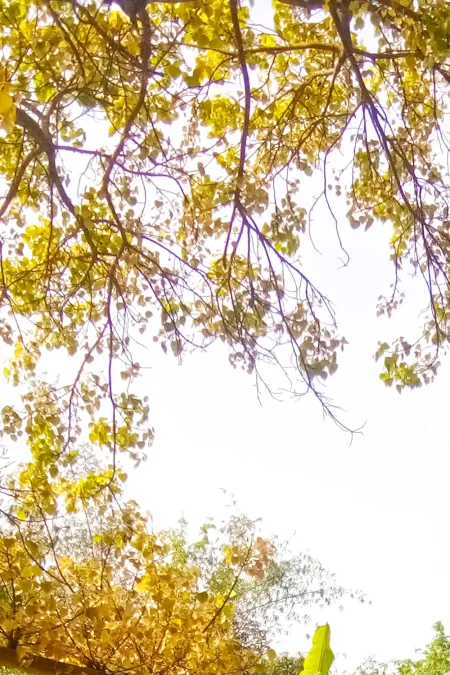 Free Yellow Leaf Tree Plant For Banner Use Photoshop Editing Photo Image Download