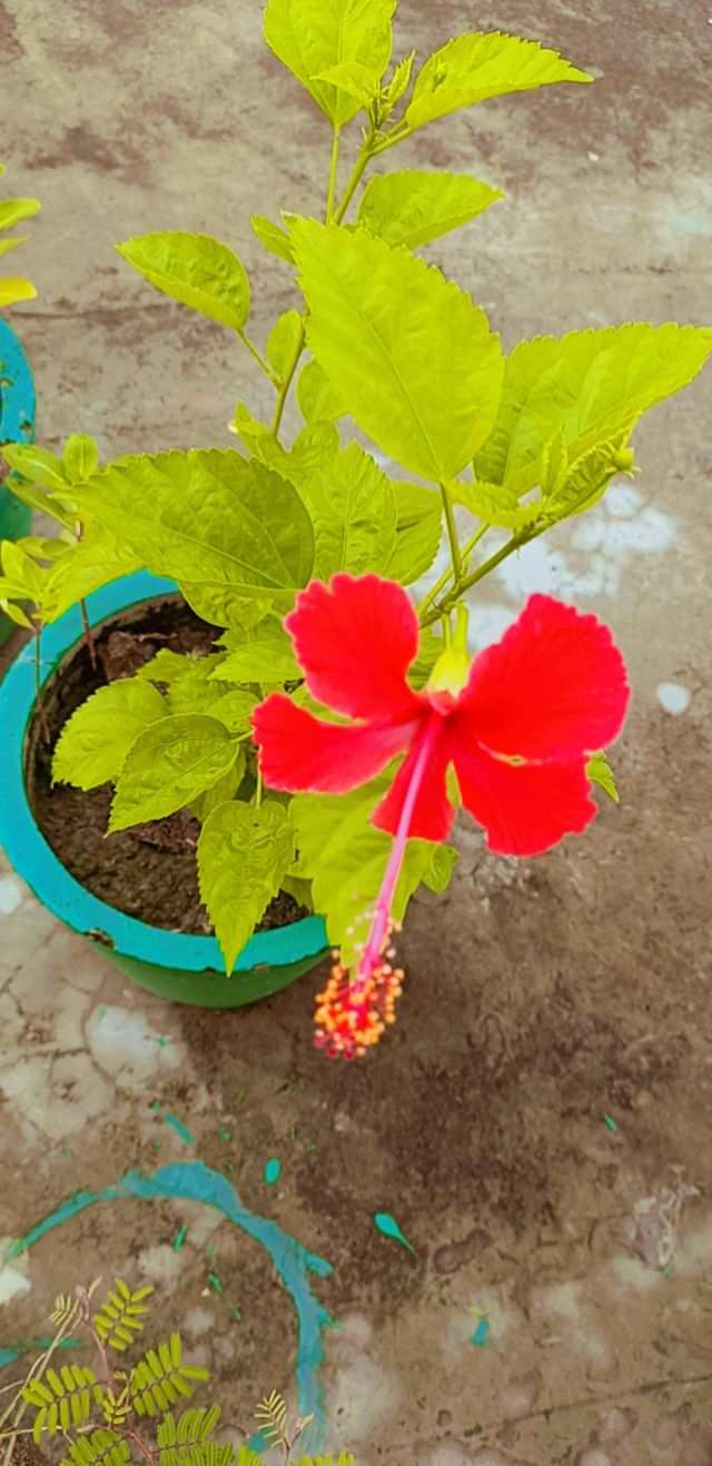 Arhul Flower Stock Photos, Images & Pictures - Royalty Free Arhul Flower Image | Pngmagic Free Download Arhul Flower Stock Photos, Images & Pictures - High Quality Arhul Flower Background