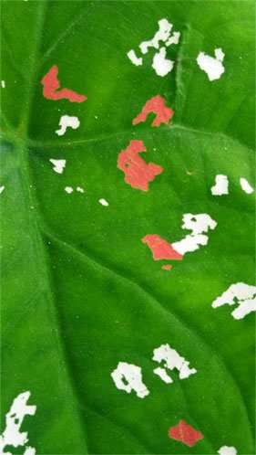 Beautiful Color Flower Leaf Images Wallpapers