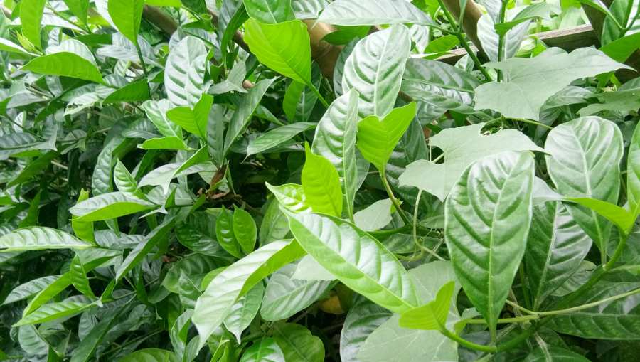 Beautiful Green Flower Leaves Background Images - Royalty Free Beautiful Green Flower Leaves Image | Pngmagic Free Download Beautiful Green Flower Leaves Background Images - High Quality Beautiful Green Flower Leaves Background