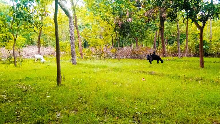 Free Download Beautifull Green Garden With Tree And Goat Images For Photoshop Editing Hd Online - High Quality Photoshop Background