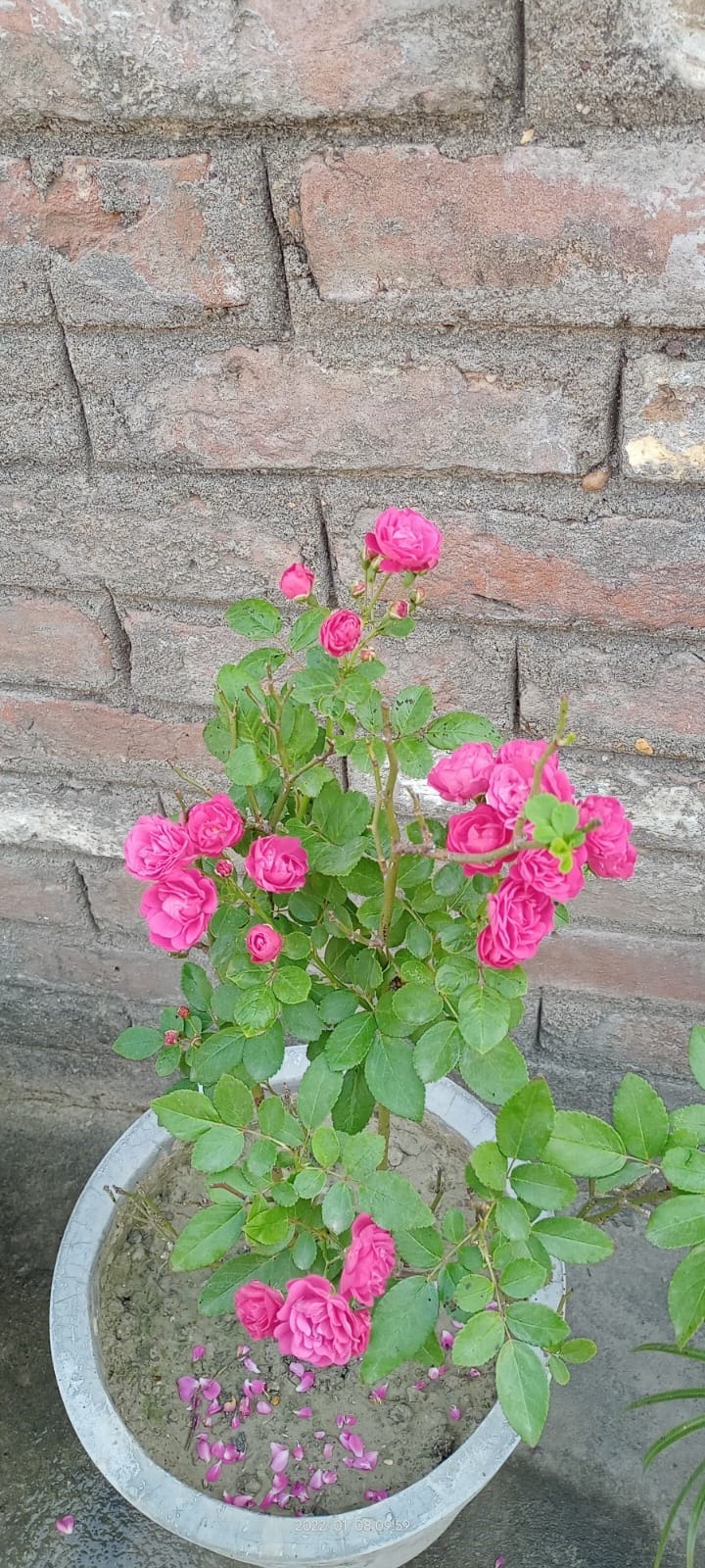 beautifull rose flower in gamala