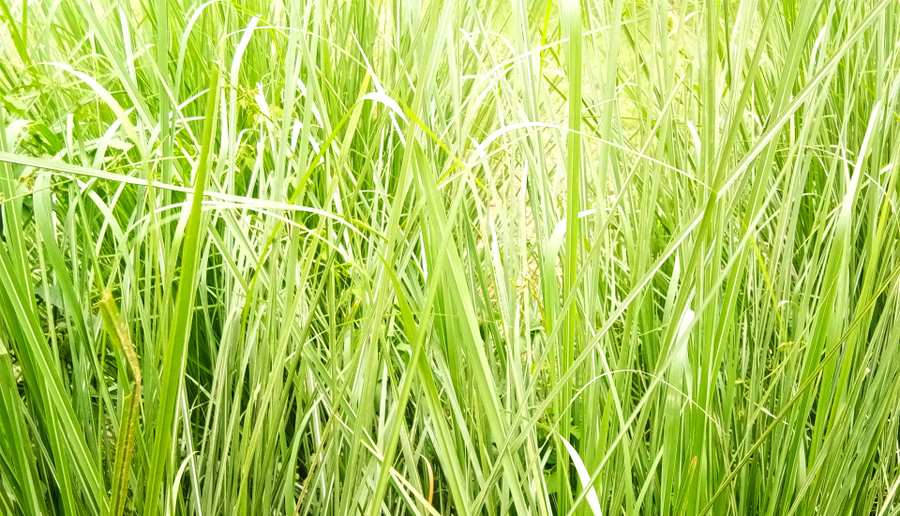 Big Green Grass Leaf Plant Photoshop Editing Photo - Royalty Free Photoshop Image Download | Pngmagic 2025 Free Download Big Green Grass Leaf Plant Photoshop Editing Photo - High Quality Photoshop Background