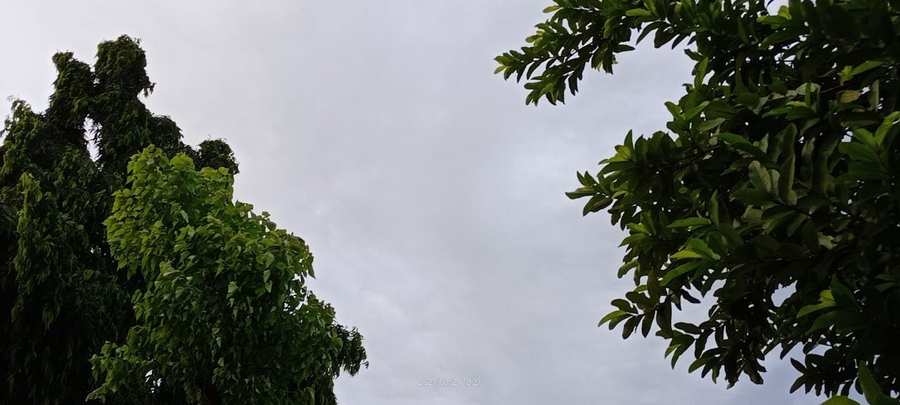 big tree sky view