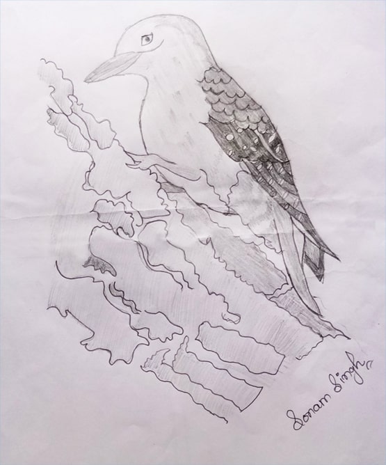 Bird Drawing Easy Sketch