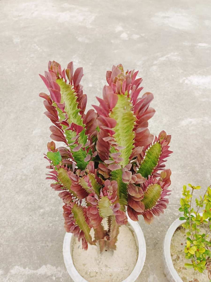 Cactus Plant Pink Flowers Photo - Royalty Free Cactus Plant Image Download | Pngmagic 2025 Free Download Cactus Plant Pink Flowers Photo - High Quality Cactus Plant Background