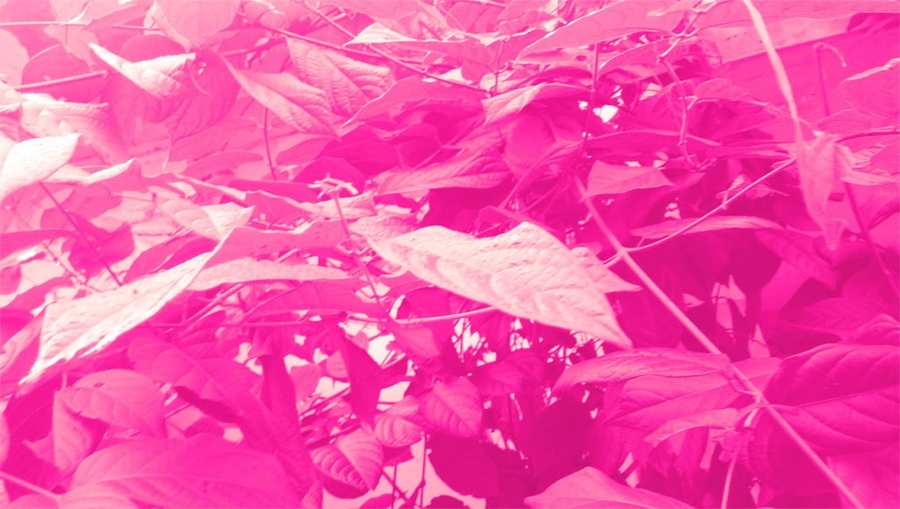 Cute Pink Wallpaper