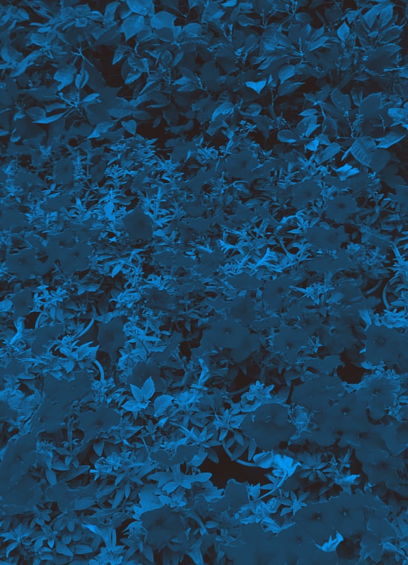 Dark Blue Flower Background
