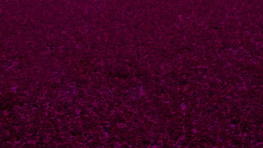 Dark Pink Nature Wallpaper - Royalty Free Dark Pink Nature Wallpaper Image | Pngmagic Free Download Dark Pink Nature Wallpaper - High Quality Dark Pink Nature Wallpaper Background