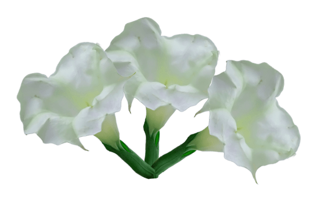 Datura Flower Images