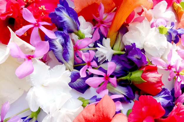 Different Types of Flowers Background