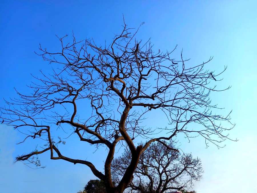 Dry Tree With Blue Background - Royalty Free Dry Tree Blue Image Download | Pngmagic 2025 Free Download Dry Tree With Blue Background - High Quality Dry Tree Blue Background