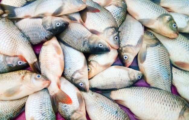 Fish White Background Nature Background