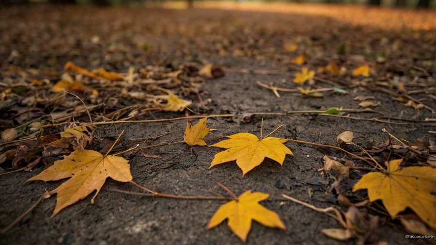 Free Autumn Landscape Backgrounds For Fall Decor - Royalty Free Autumn Background Image Download | Pngmagic 2025 Free Download Free Autumn Landscape Backgrounds For Fall Decor - High Quality Autumn Background Background