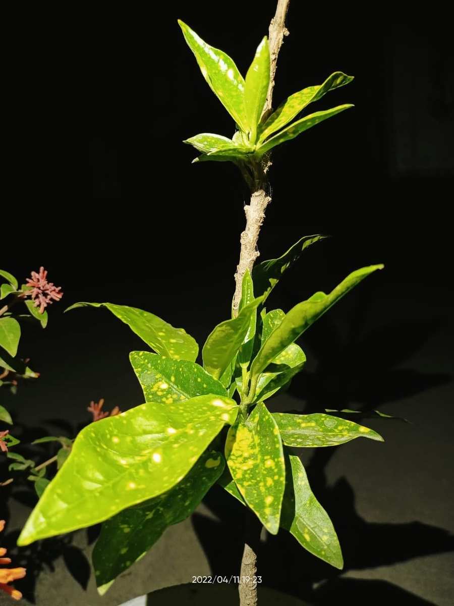 Free Download Green Flower Plant In Night View - High Quality Green Plant Background