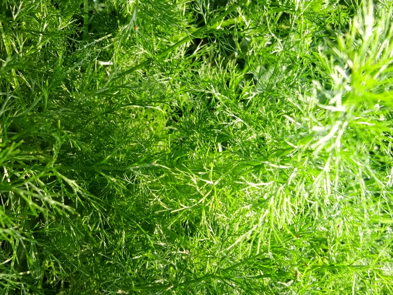 Green Grass Background hd