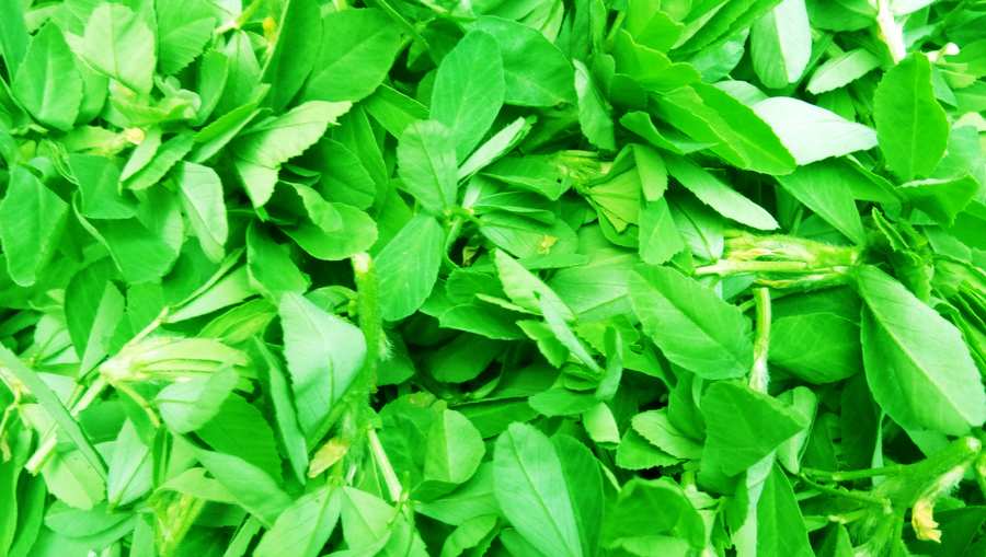 Green Methi, Methi Leaves, Methi Ka Saag, Fenugreek Greens - Royalty Free Green Methi, Methi Leaves, Methi Ka Saag, Fenugreek Green Nature Image Download | Pngmagic 2025 Free Download Green Methi, Methi Leaves, Methi Ka Saag, Fenugreek Greens - High Quality Green Methi, Methi Leaves, Methi Ka Saag, Fenugreek Green Nature Background