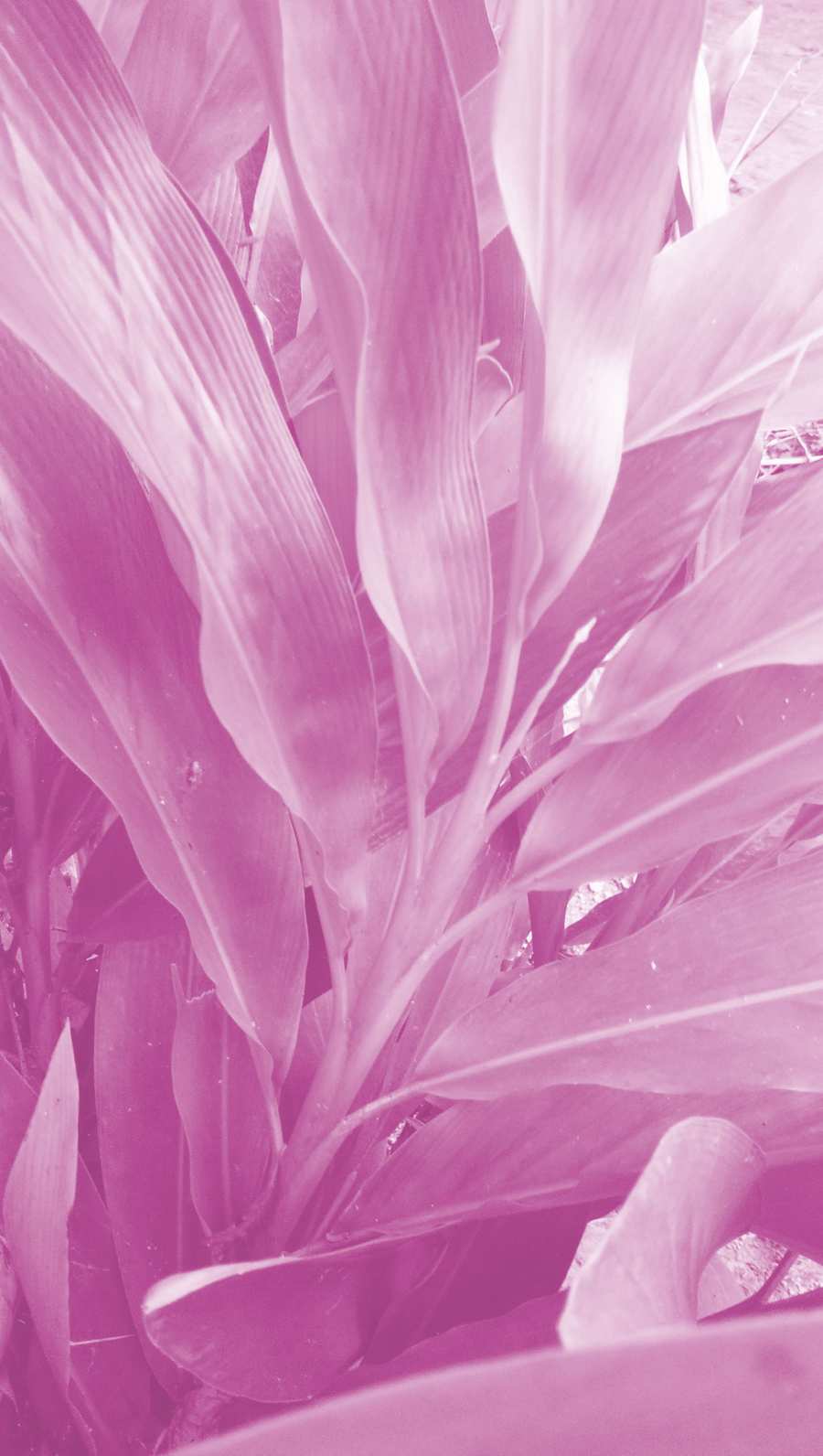 Free Download Iphone Pink Aesthetic Wallpaper - High Quality Pink Background