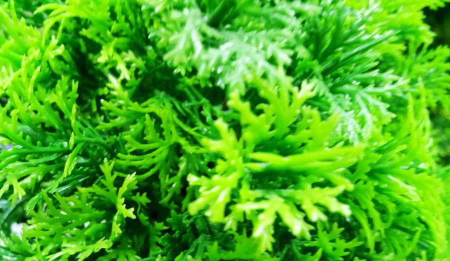 Nature Background Best Wallpaper Hd Green Background - Royalty Free Green Image | Pngmagic Free Download Nature Background Best Wallpaper Hd Green Background - High Quality Green Background