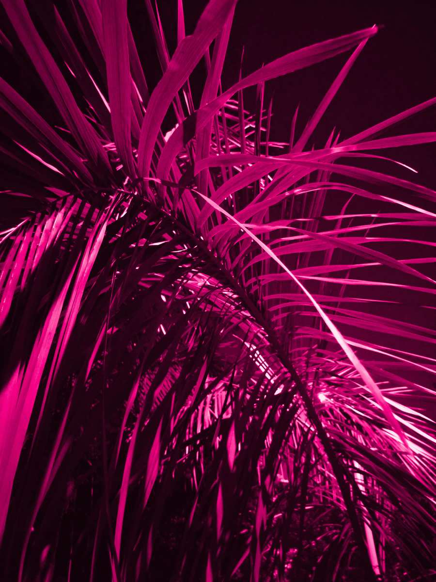 Pink Aesthetic Wallpaper - Royalty Free Pink Image | Pngmagic Free Download Pink Aesthetic Wallpaper - High Quality Pink Background