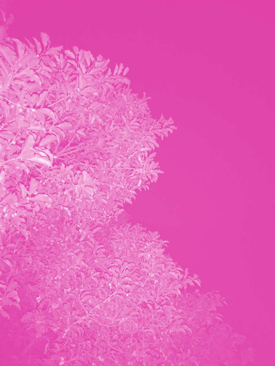 Pink Background Wallpaper - Royalty Free Pink Image | Pngmagic Free Download Pink Background Wallpaper - High Quality Pink Background