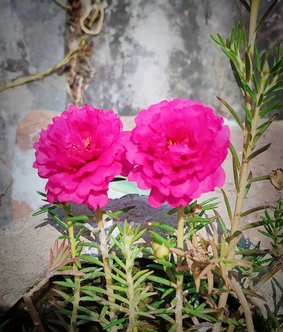 pink flower in garden background