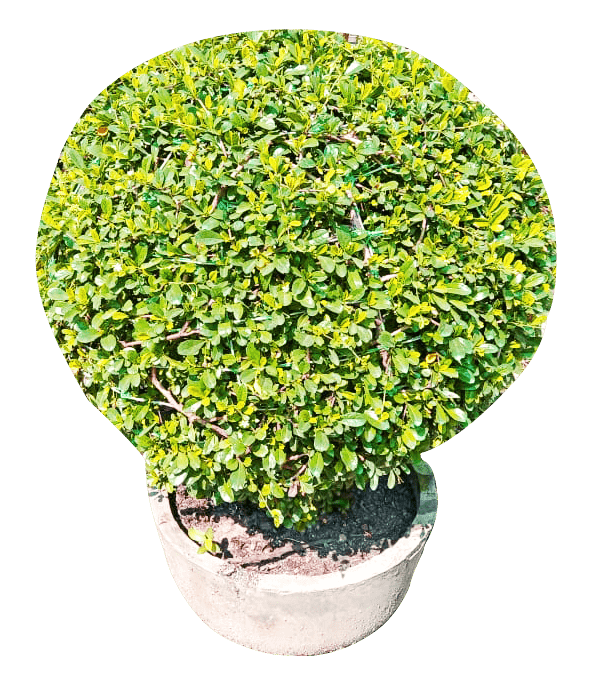 Plants Png With Gamla Leaves - Royalty Free Plant Image Download | Pngmagic 2025 Free Download Plants Png With Gamla Leaves - High Quality Plant PNG Image