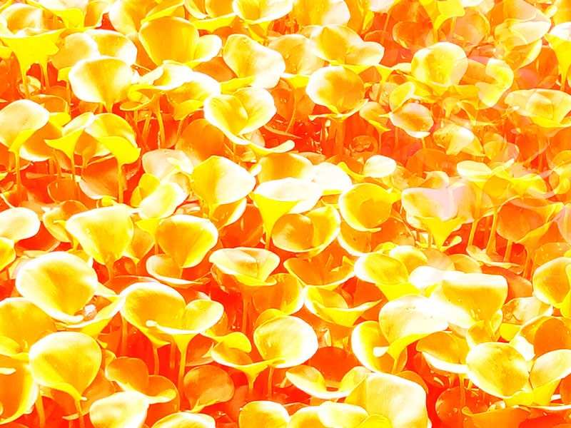Red and Yellow Nature Background
