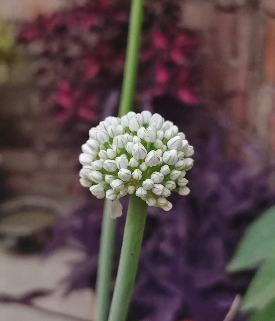 Red onion flower Stock Photos and Images