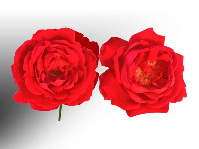 Red Rose Black and White Background
