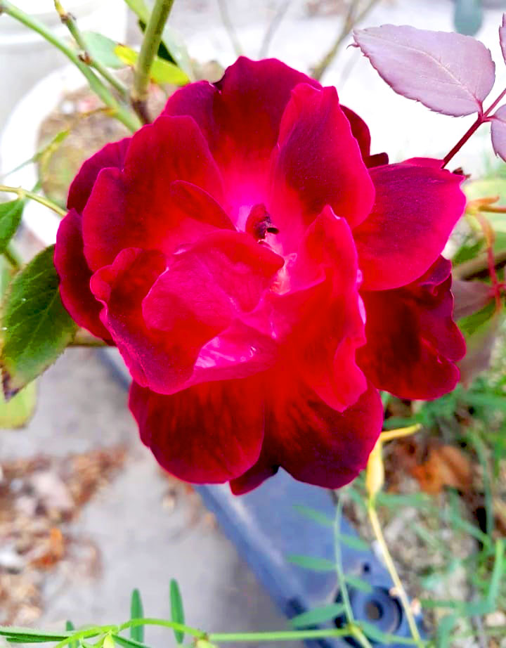 red rose flower dp