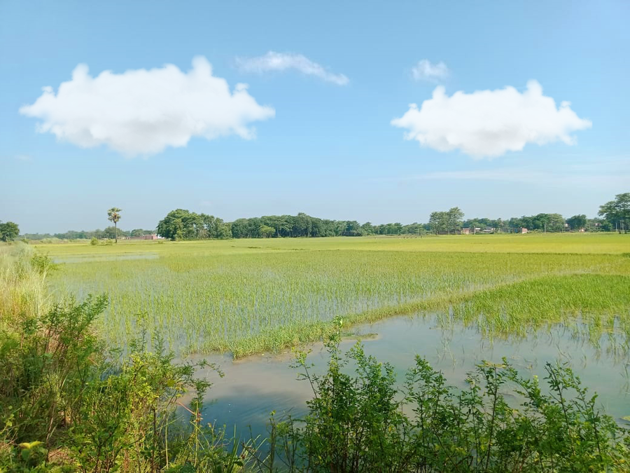 Rice Agriculture Land Photo - Royalty Free Rice Image | Pngmagic Free Download Rice Agriculture Land Photo - High Quality Rice Background