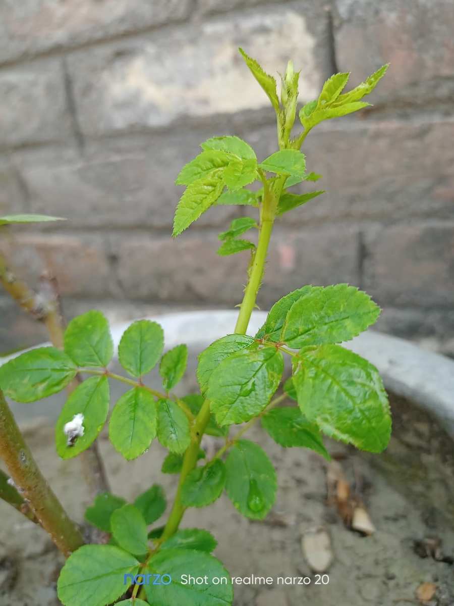 Free Download Small Green Plant In Gamala - High Quality Green Plant Background