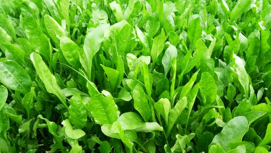 Spinach Leaf Green Colorful Background Green Background - Royalty Free Spinach Leaf Green Colorful Background Green Background Image | Pngmagic Free Download Spinach Leaf Green Colorful Background Green Background - High Quality Spinach Leaf Green Colorful Background Green Background Background