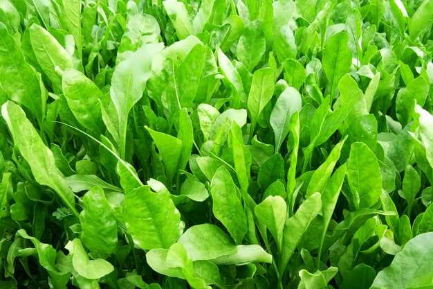Spinach Leaf Green Colorful Background Green Background