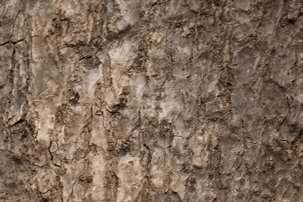 Tree Root Background
