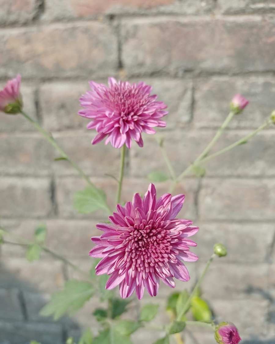 two pink big flower background