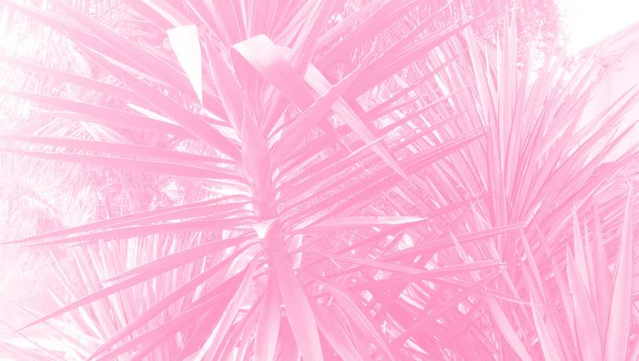 Wallpaper Light Pink Background - Royalty Free Pink Image | Pngmagic Free Download Wallpaper Light Pink Background - High Quality Pink Background