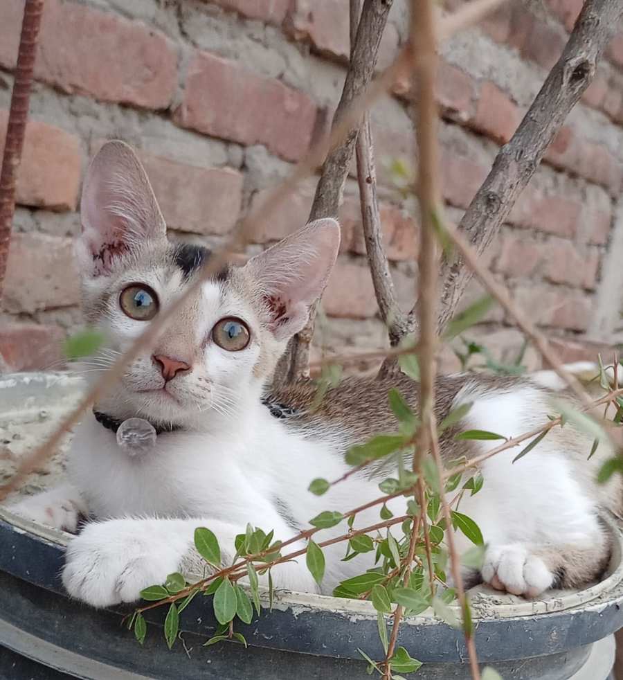 white beanstifull cat image