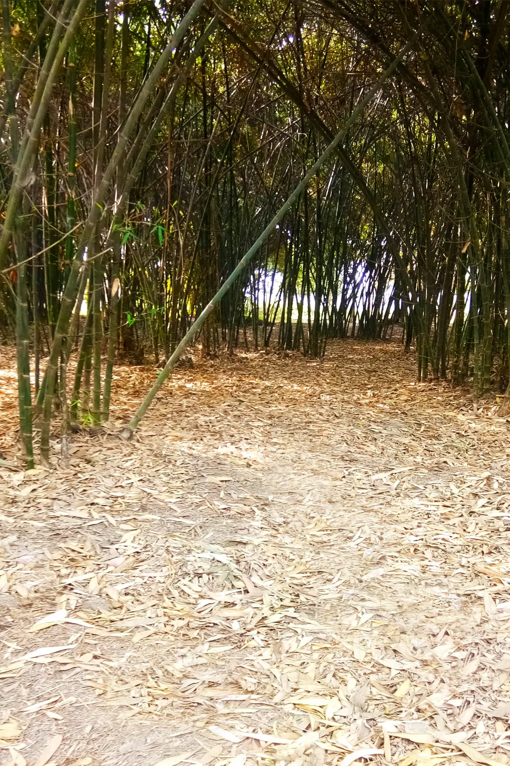 Free Download Bamboo Tree And Fall Bamboo Dry Leaf Photoshop Editing Photo - High Quality Photoshop Background