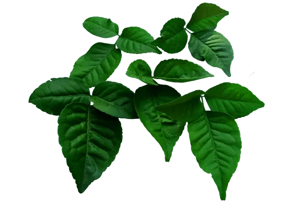 Bel Patra - Royalty Free Bel Patra Image | Pngmagic Free Download Bel Patra - High Quality Bel Patra Background
