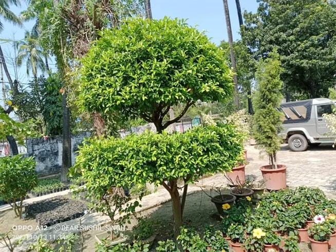 Best Garden Background & Images - Royalty Free Garden Image | Pngmagic Free Download Best Garden Background & Images - High Quality Garden Background