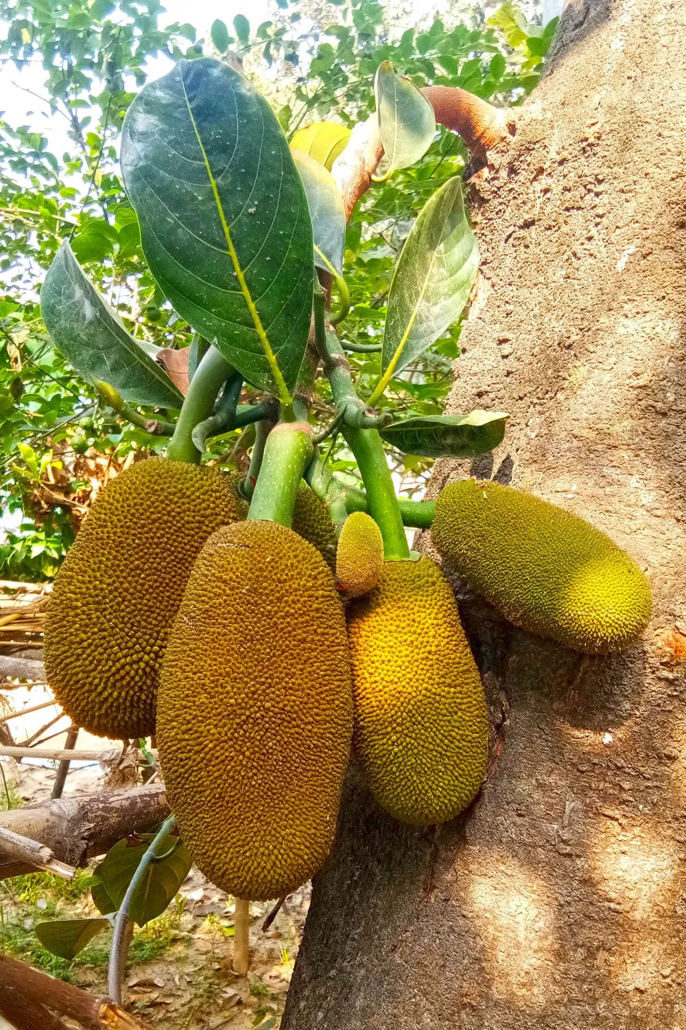 Jackfruit Tree For Photoshop Editing Hd Online - Royalty Free Photoshop Image | Pngmagic Free Download Jackfruit Tree For Photoshop Editing Hd Online - High Quality Photoshop Background